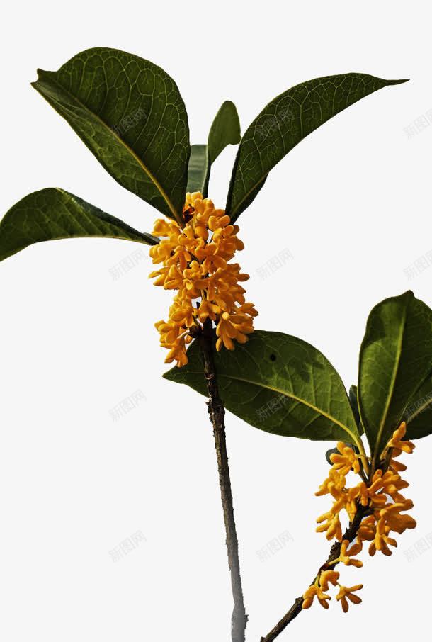 桂花png免抠素材_88icon https://88icon.com 叶子 桂花香 绿色植物 花儿