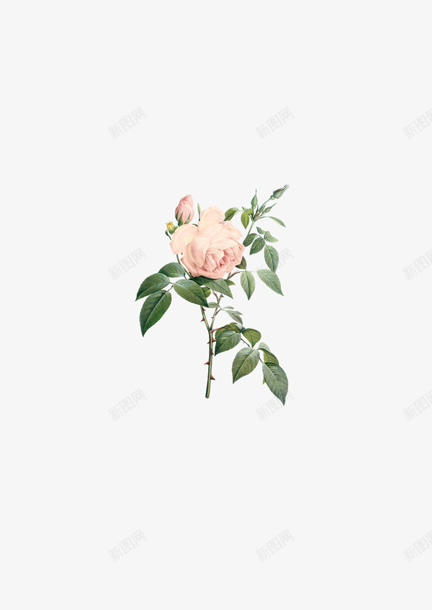 手绘花朵鲜花单支png免抠素材_88icon https://88icon.com 手绘花朵 手绘鲜花 水彩花朵 花朵边框