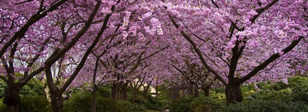 桃花jpg设计背景_88icon https://88icon.com 桃花