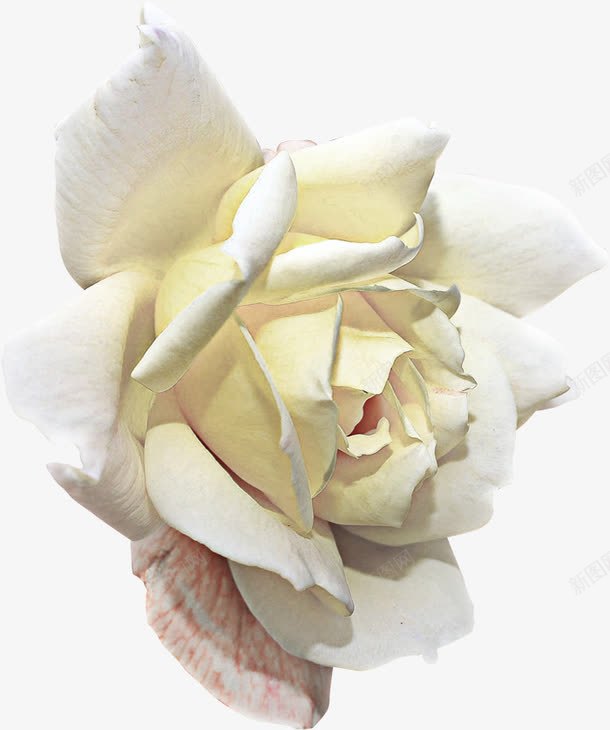 童话里的花png免抠素材_88icon https://88icon.com 哥特风 复古素材 暗黑 欧式 童话里的花 魔幻