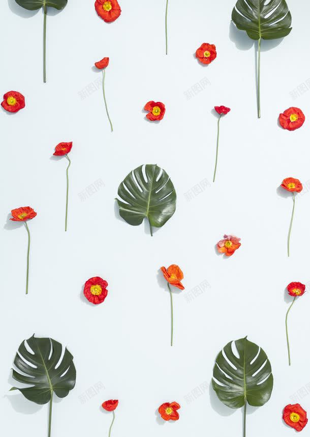 简约花朵叶子背景壁纸jpg设计背景_88icon https://88icon.com 叶子 壁纸 简约 背景 花朵