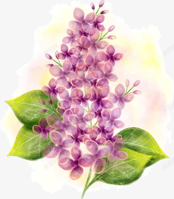 手绘水彩丁香花png免抠素材_88icon https://88icon.com 丁香花 手绘 水彩 紫色