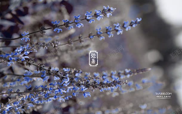 初熟节气宽屏背景jpg设计背景_88icon https://88icon.com 背景 节气
