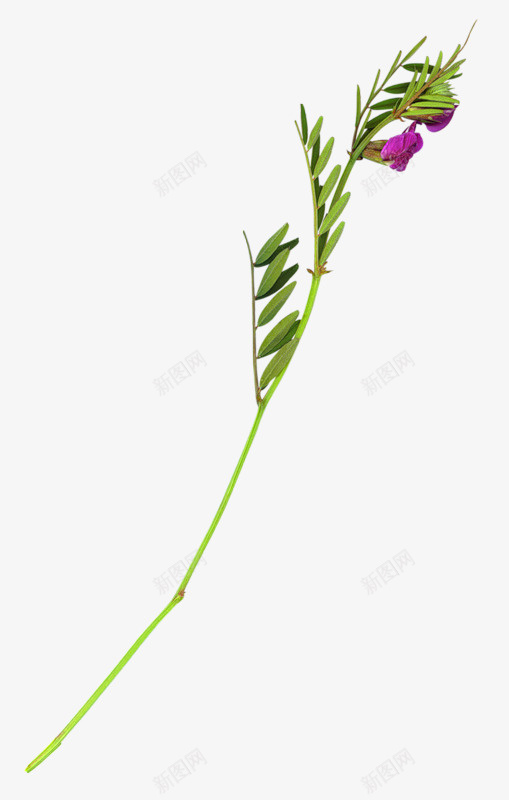 卡通手绘绿色植物花朵装饰png免抠素材_88icon https://88icon.com 卡通花朵 紫色花朵 绿色叶子 绿色植物