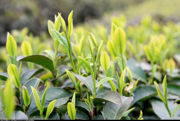 清新绿色植物嫩芽jpg设计背景_88icon https://88icon.com 嫩芽 清新 绿色植物