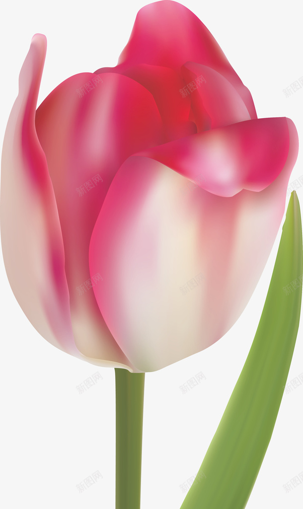 彩绘郁金香粉郁金香矢量图ai免抠素材_88icon https://88icon.com 橙色郁金香 郁金香地 郁金香字 郁金香标志 郁金香海 郁金香花 郁金香花边 郁金香装饰画 矢量图