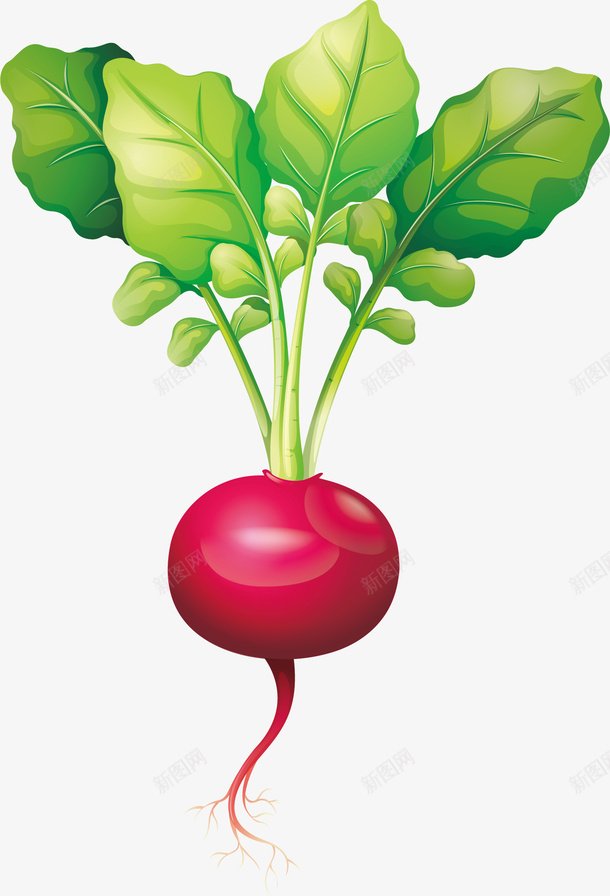 紫色水萝卜矢量图eps免抠素材_88icon https://88icon.com 水萝卜 矢量素材 紫萝卜 萝卜 矢量图