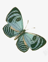 复古蝴蝶剪切画png免抠素材_88icon https://88icon.com 复古 蓝黑纹 蝴蝶