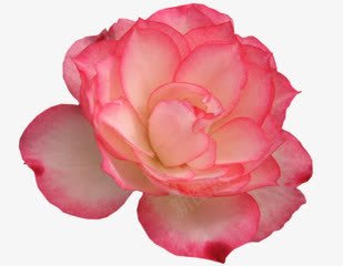 粉黄色花朵花瓣海报png免抠素材_88icon https://88icon.com 海报 粉黄 花朵 花瓣