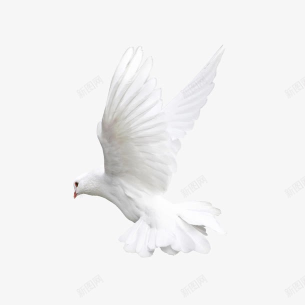 白色鸽子侧面png免抠素材_88icon https://88icon.com 侧面 白色 鸽子
