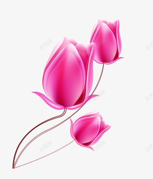 粉玫瑰png免抠素材_88icon https://88icon.com 含苞待放 含苞待放的玫瑰 玫瑰花 矢量玫瑰 粉色花 花朵 高清玫瑰