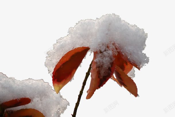 叶子png免抠素材_88icon https://88icon.com 树叶 白色 积雪 雪景