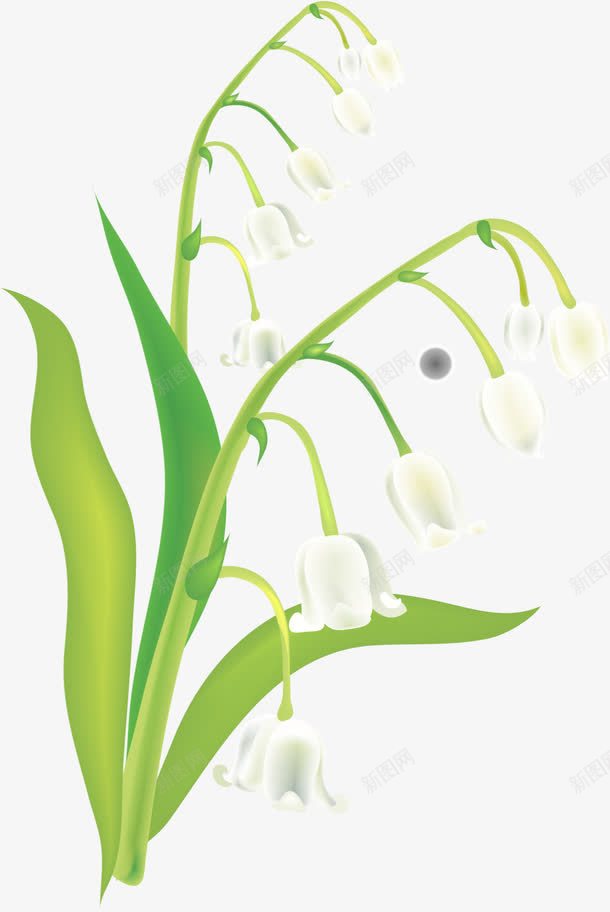 手绘铃兰png免抠素材_88icon https://88icon.com AI 卡通 叶子 手绘 绿叶 绿色 花卉 铃兰
