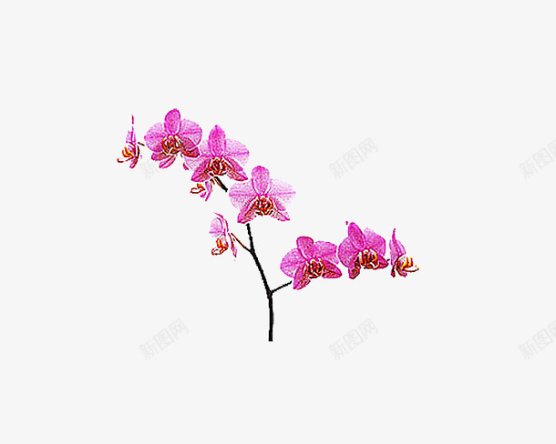 一株粉色花png免抠素材_88icon https://88icon.com 一株 春天 植物 粉色 花