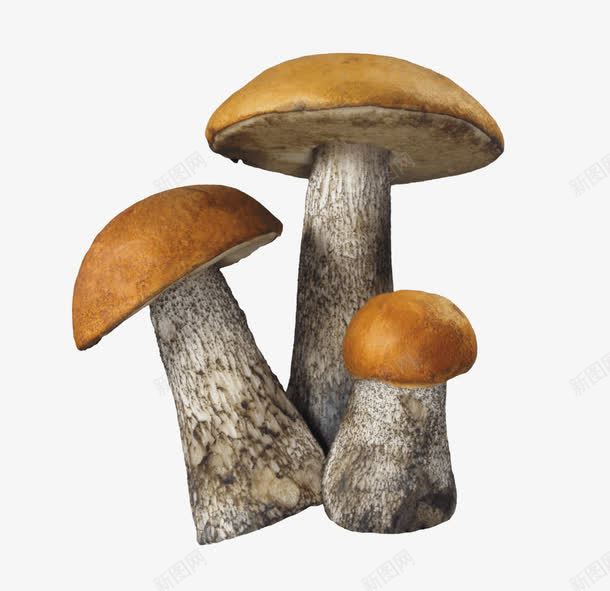 一株三个小蘑菇png免抠素材_88icon https://88icon.com 美味 菌菇 营养 黄色
