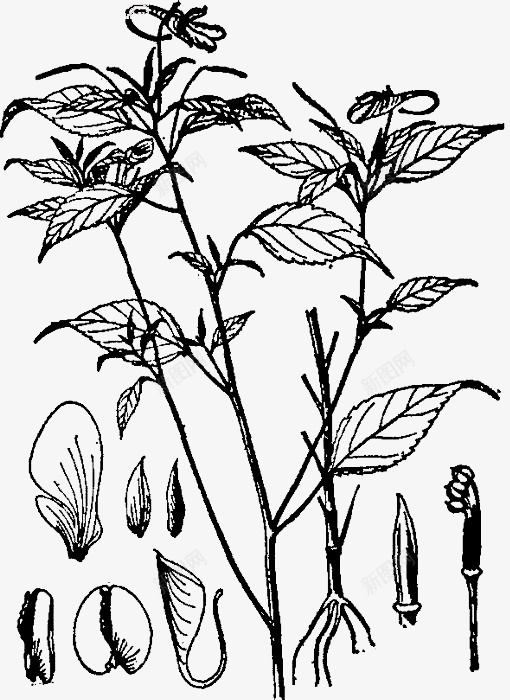 凤仙花植物简笔画鲜花png免抠素材_88icon https://88icon.com 凤仙花 女儿花 急性子 指甲花 金凤花