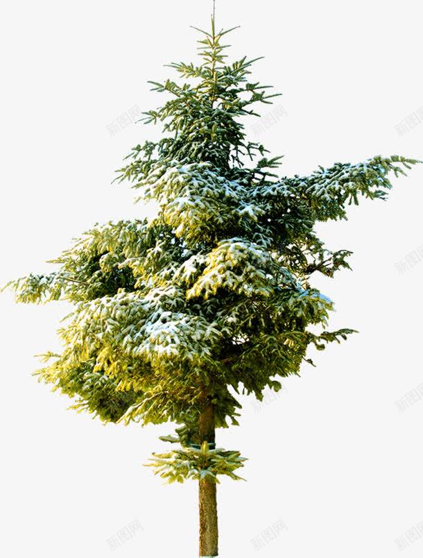 摄影绿色的园林植物png免抠素材_88icon https://88icon.com 园林 摄影 植物 绿色