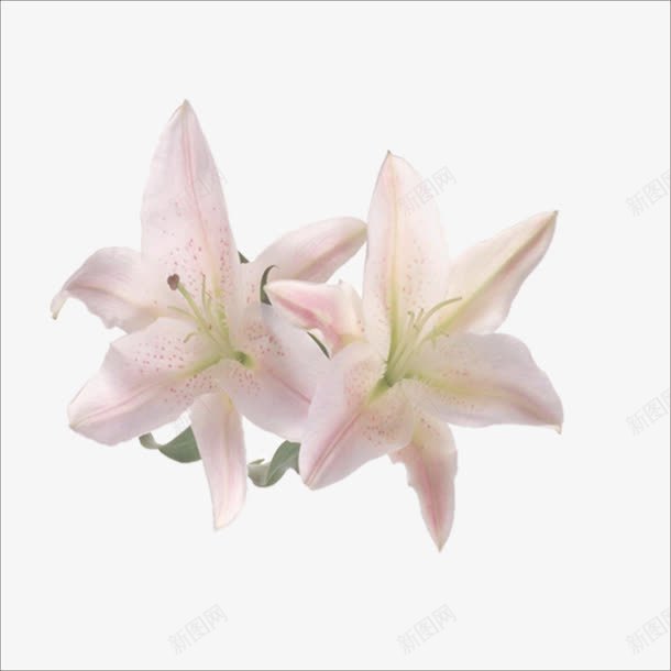 白色花png免抠素材_88icon https://88icon.com 白色的花 花朵