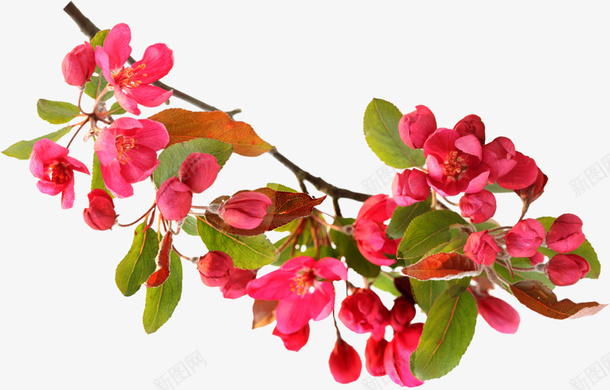 红色桃花png免抠素材_88icon https://88icon.com 叶子 树枝 桃花 红色