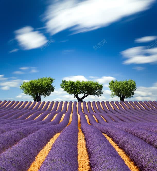 紫色薰衣草唯美图jpg设计背景_88icon https://88icon.com 紫色