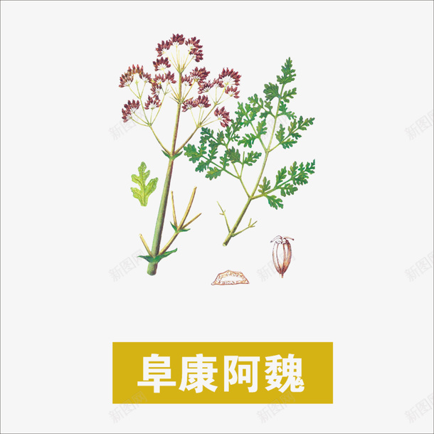 阜康阿魏png免抠素材_88icon https://88icon.com 中药 本草纲目 草药 药材