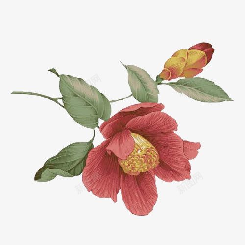 红色手绘花卉海报背景png免抠素材_88icon https://88icon.com 手绘 海报 红色 背景 花卉