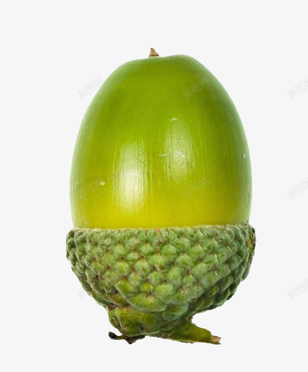 一颗大大的绿色橡树果实png免抠素材_88icon https://88icon.com 可以吃的果子 果实 橡子 橡实 橡树果 橡树果子 橡碗子