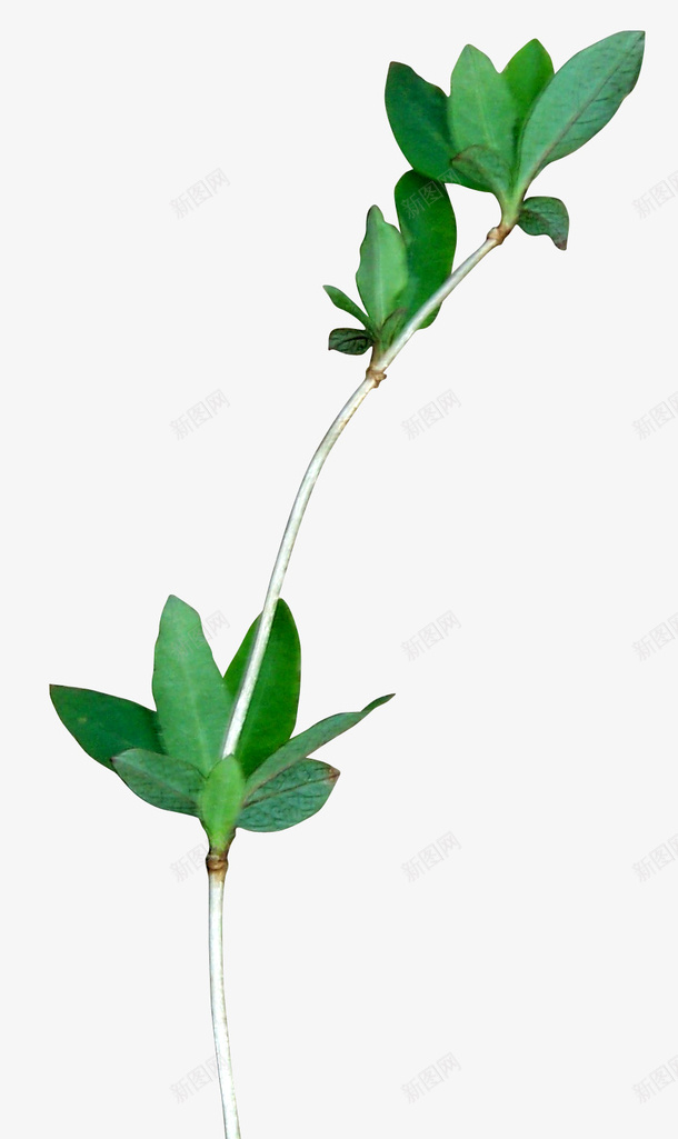绿色花艺装饰背景场景元素png免抠素材_88icon https://88icon.com 场景元素 绿色 背景 花艺装饰
