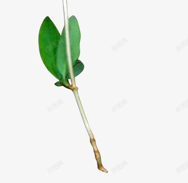 绿色花艺装饰背景场景元素png免抠素材_88icon https://88icon.com 场景元素 绿色 背景 花艺装饰