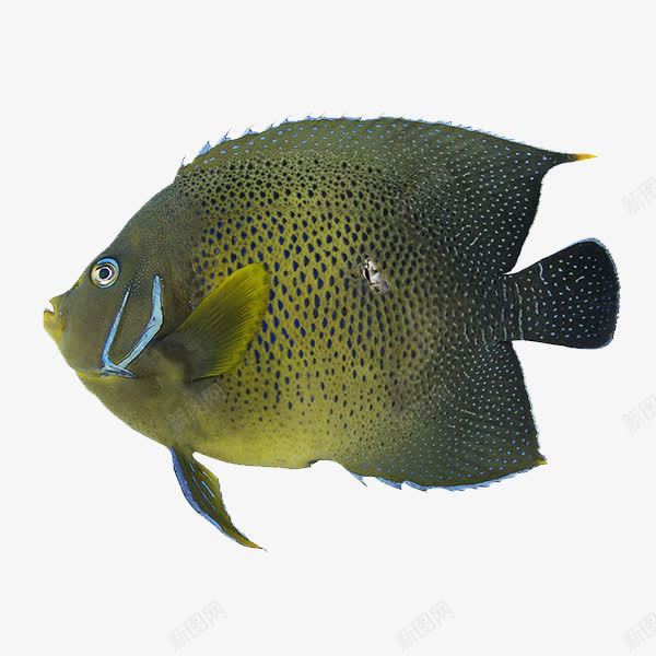 黄色黑色斑点鱼png免抠素材_88icon https://88icon.com 海鱼 深海鱼 鱼类 鱼类素材 黄色黑色斑点鱼