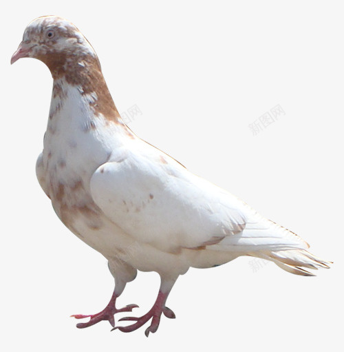 鸽子png免抠素材_88icon https://88icon.com 红爪子白羽毛褐色斑点
