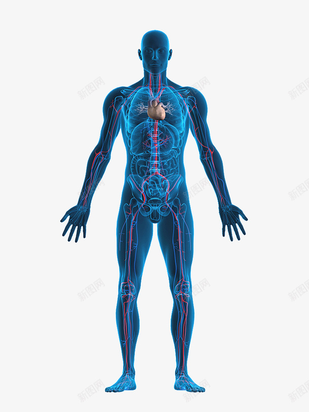 人体器官结构2png免抠素材_88icon https://88icon.com 人 体 器 构 结 身体构造