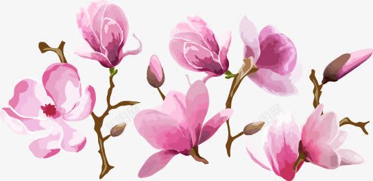 玉兰花png免抠素材_88icon https://88icon.com 中国风 工笔玉兰花 工笔画