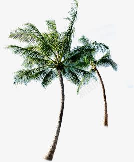 夏日小清新绿色植物椰子树png免抠素材_88icon https://88icon.com 夏日 椰子树 清新 绿色植物