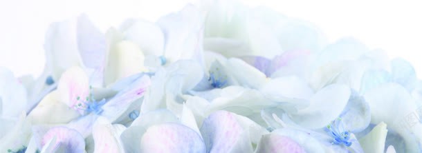 蓝色的花瓣jpg设计背景_88icon https://88icon.com 花瓣 蓝色