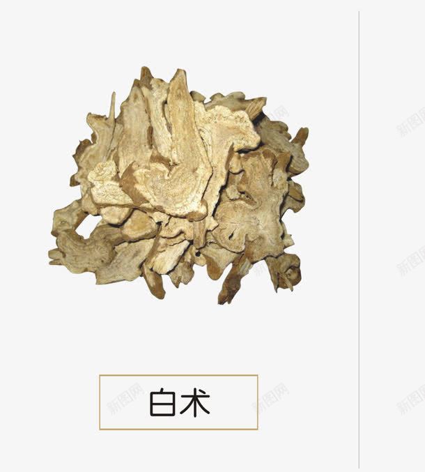 白术png免抠素材_88icon https://88icon.com 中医 中草药 中药 草药