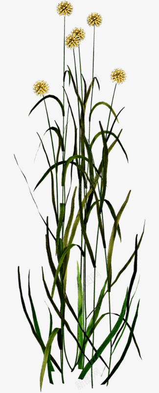 风中摇曳蒲公英png免抠素材_88icon https://88icon.com 写实 单子叶植物 植物 蒲公英