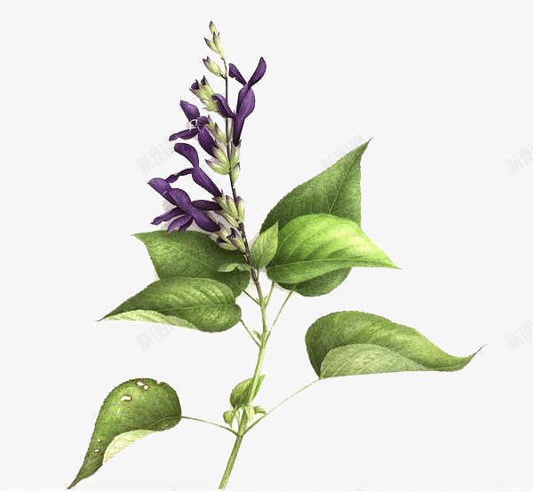 花卉绘画png免抠素材_88icon https://88icon.com 创意 彩色 手绘 精美 绘画 花卉