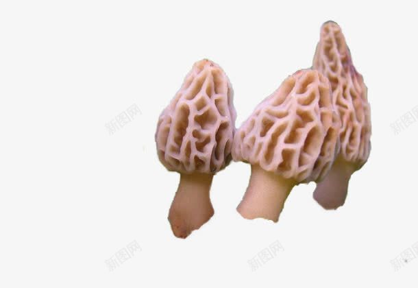 褐色食品行业的羊肚菌png免抠素材_88icon https://88icon.com 烹饪 羊肚菌 褐色 食品
