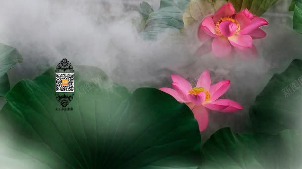 粉色荷花浪漫美丽jpg设计背景_88icon https://88icon.com 浪漫 粉色 美丽 荷花