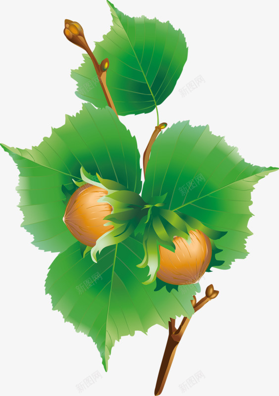 手绘绿叶和果实png免抠素材_88icon https://88icon.com 手绘 果实 树叶 绿色