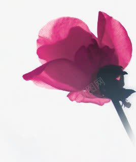 粉色水墨玫瑰七夕浪漫情人节png免抠素材_88icon https://88icon.com 情人 水墨 浪漫 玫瑰 粉色