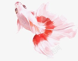 白色金鱼手绘png免抠素材_88icon https://88icon.com 白色 金鱼