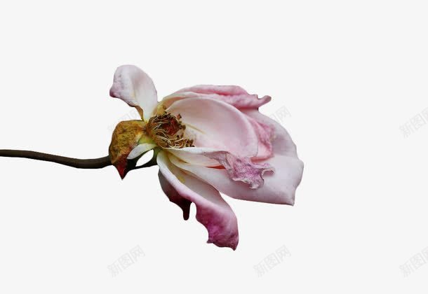 干枯凋谢的粉玫瑰花png免抠素材_88icon https://88icon.com 凋谢的 凋谢的花 干枯 植物 玫瑰花 粉玫瑰 粉色 花瓣