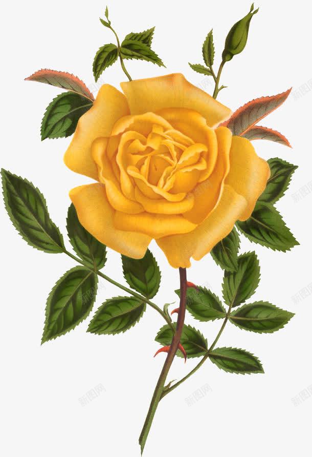 黄色手绘花卉png免抠素材_88icon https://88icon.com 叶子 手绘 玫瑰 花卉 黄色
