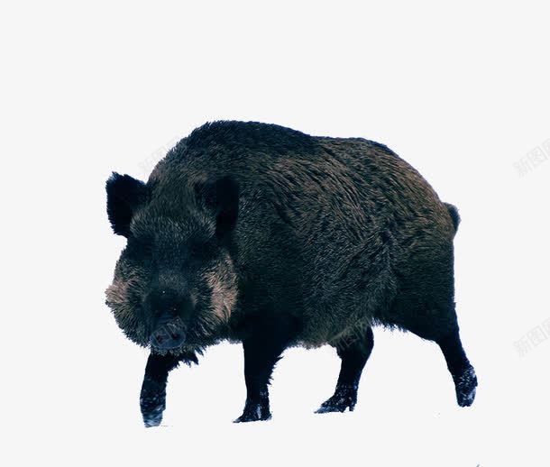 野猪png免抠素材_88icon https://88icon.com 山猪 野猪