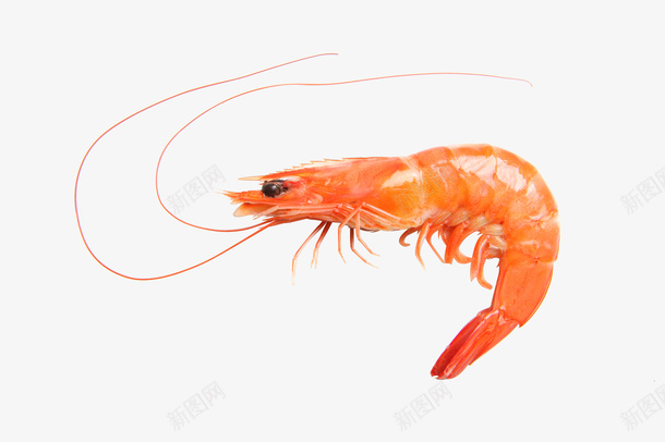 卡通手绘一只精扣虾png免抠素材_88icon https://88icon.com 一只虾 创意 卡通手绘 简约 精扣虾 食物