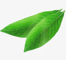 夏日活动小清新树叶植物png免抠素材_88icon https://88icon.com 夏日 树叶 植物 活动 清新