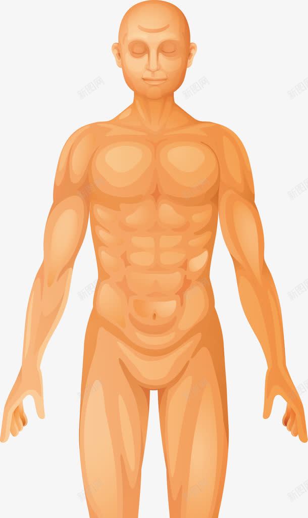人的躯体png免抠素材_88icon https://88icon.com 人体 人体器官 人体躯干 人的肢体 卡通人体 卡通肢体 器官 四肢 躯体