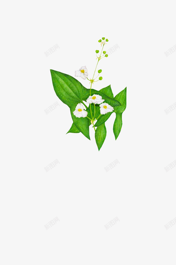 花图png免抠素材_88icon https://88icon.com 白色花 花 花朵 花束
